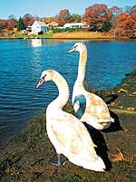 Лебеди давно стали украшением городских прудов во всей Европе. Им повезло, — они красивы и редко вызывают желание убивать...