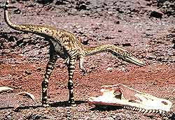 Коэлофизис (Coelophysis) казался небольшим ящером: длина — «всего» 3 метра; вес — 20 кг. Однако он был одним из самых удачливых охотников своего времени. Через 200 миллионов лет после своего вымирания он вновь отправляется на охоту — благодаря компьютерной технике.