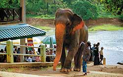 Слоны весьма доброжелательны к зрителям, особенно если это — дети