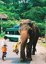 Слон на дороге. Керала