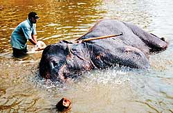 Купание слонов. «Ну-ка, выходи!..» Слоны любят купаться, и вытащить их из воды не так-то просто