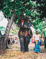 Слон в деревне