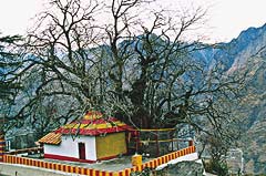 «Дерево желаний» — кальпаврикша в Джошиматхе. Гархвал, штат Уттар-Анчал