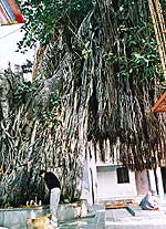 Почитание священного дерева в храме Майя Деви в Харидваре