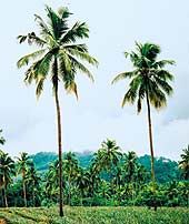 Раскидистая крона пальмы — отличный гигантский зонт от солнца, ведь в тропиках оно беспощадно