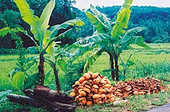 Горы скорлупы кокосов можно встретить повсюду на Шри-Ланке. Скорлупу после сушки используют, как топливо, но чаще — ради прочных волокон, устойчивых к соленой воде