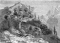  .    Plantae Tinneanae (1867 .)