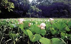Японский лотос пахнет, как роза, а расцветает в августе