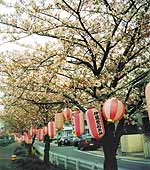 Время цветения сакуры (всего одна неделя) в Японии — национальный праздник. Деревья украшаются цветными фонариками