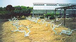 Абрикосы в марте от заморозков «закутывают» бинтами, а корни укрывают рисовой соломой